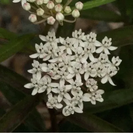 thumbnail for publication: Getting the Most out of Your Milkweed